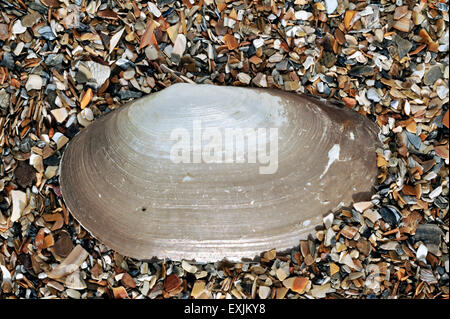 Lontra comune shell (Lutraria lutraria) lavato sulla spiaggia Foto Stock