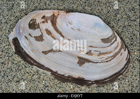 Lontra comune shell (Lutraria lutraria) lavato sulla spiaggia Foto Stock