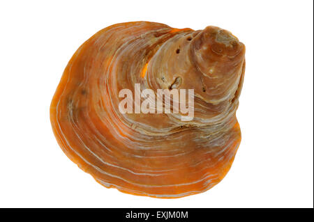 Oyster sella / Jingle shell (Anomia ephippium) su sfondo bianco Foto Stock