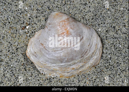 Oyster sella / Jingle shell (Anomia ephippium) lavato sulla spiaggia Foto Stock