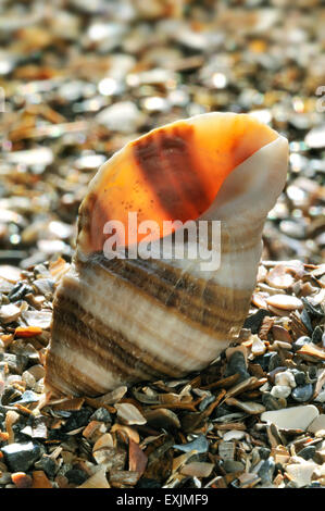 Cane buccino / gasteropode in questione / Atlantic dogwinkle Nucella (lapilli) lavato sulla spiaggia Foto Stock