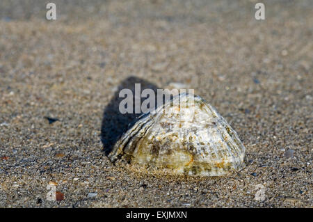 Limpet comune / common European limpet (Patella vulgata) si è incagliata sulla spiaggia Foto Stock