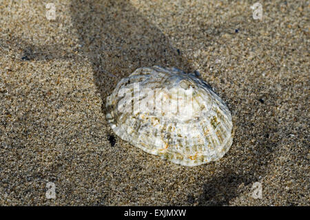 Limpet comune / common European limpet (Patella vulgata) si è incagliata sulla spiaggia Foto Stock