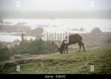 Fotografia di un maschio di elk nella nebbia. Parco Nazionale delle Montagne Rocciose, Colorado. Foto Stock