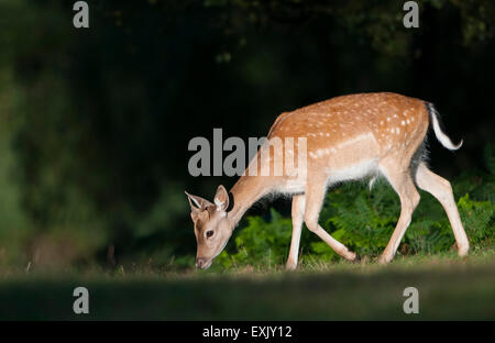 Un giovane Daino (Dama Dama) alimenta in una soleggiata radura boschiva, Ashdown Forest, East Sussex, Regno Unito Foto Stock