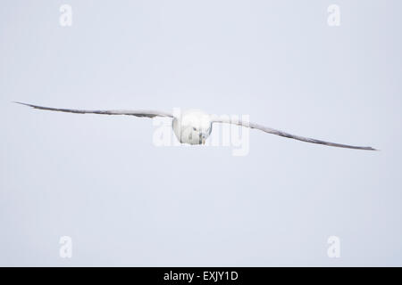 Testa su immagine di un Fulmar in volo. RSPB Bempton Cliffs, East Yorkshire, Regno Unito Foto Stock