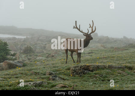Fotografia di un maschio di elk nella nebbia. Parco Nazionale delle Montagne Rocciose, Colorado. Foto Stock