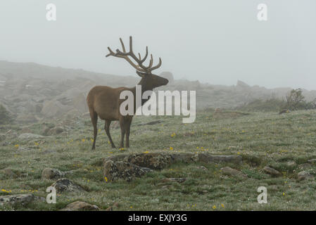 Fotografia di un maschio di elk nella nebbia. Parco Nazionale delle Montagne Rocciose, Colorado. Foto Stock