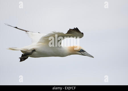 Un singolo adulto Northern Gannet (Morus bassanus) in volo Foto Stock