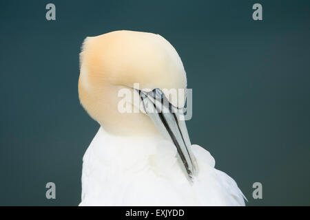 Chiudere il ritratto del collo e della testa di un Gannett (Morus bassanus) mostrante eccellente piuma delicati dettagli in quanto preens Foto Stock