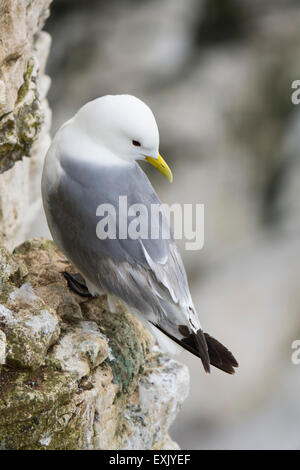 Un Kittiwake sul ciglio della scogliera, RSPB Bempton Cliffs, East Yorkshire, Regno Unito Foto Stock