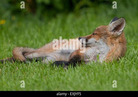 Un rosso giovane volpe (Vulpes vulpes) lazes su un giardino suburbano prato durante il giorno, Hastings. East Sussex, Regno Unito Foto Stock