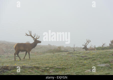 Fotografia di un maschio di elk nella nebbia. Parco Nazionale delle Montagne Rocciose, Colorado. Foto Stock