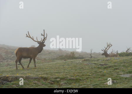 Fotografia di un maschio di elk nella nebbia. Parco Nazionale delle Montagne Rocciose, Colorado. Foto Stock