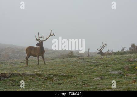 Fotografia di un maschio di elk nella nebbia. Parco Nazionale delle Montagne Rocciose, Colorado. Foto Stock