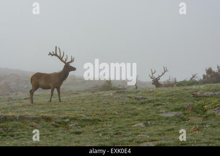 Fotografia di un maschio di elk nella nebbia. Parco Nazionale delle Montagne Rocciose, Colorado. Foto Stock