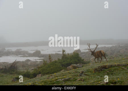 Fotografia di un maschio di elk nella nebbia. Parco Nazionale delle Montagne Rocciose, Colorado. Foto Stock