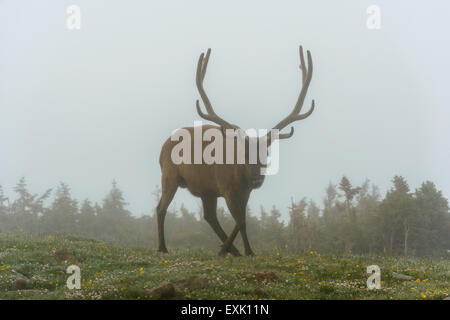Fotografia di un maschio di elk nella nebbia. Parco Nazionale delle Montagne Rocciose, Colorado. Foto Stock