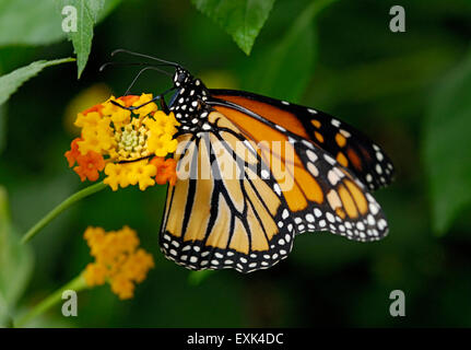 Farfalla monarca, Danaus plexippus, alimentando su Lantana sp. fiore la farfalla la proboscide è visto che si estende in fiore Foto Stock