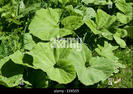 Butterbur comune, Petasites hybridus, grandi foglie lungo il Kennet and Avon canal dopo che le piante fiorite, Berkshire, può Foto Stock