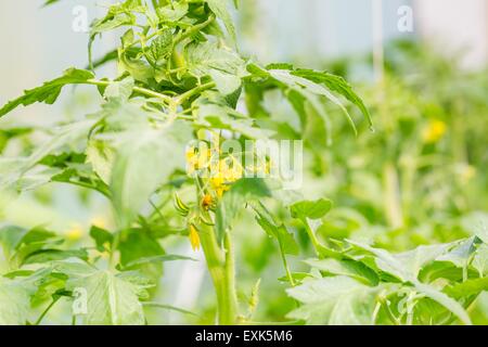 Rametti fioriti di pomodori che crescono in serra. Produzione di ecologico naturale di verdure Foto Stock