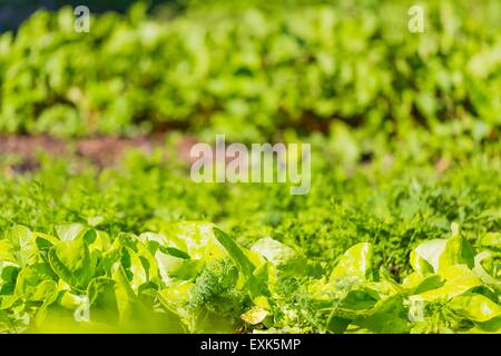 Lattuga giovane che cresce in giardino. Bella e verde foto di vegetali. Foto Stock