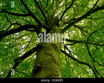 Vista fino a foglie e rami di faggio Fagus sylvatica un comune per le specie decidue nativi a sud della Gran Bretagna Foto Stock