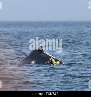 Nova Scotia, Canada. 14 Luglio, 2015. Un ferito Humpback Whale (Megaptera novaeangliae) nella baia di Fundy off Nova Scotia, Canada. La balena ha lesioni causate da impigliamento in corde e è stato avvistato un tallonamento boa. Credito: Stuart Forster/Alamy Live News Foto Stock