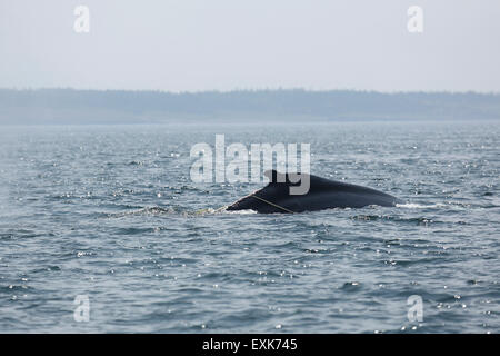 Nova Scotia, Canada. 14 Luglio, 2015. Un ferito Humpback Whale (Megaptera novaeangliae) nella baia di Fundy off Nova Scotia, Canada. La balena ha lesioni causate da impigliamento in corde e è stato avvistato un tallonamento boa. Credito: Stuart Forster/Alamy Live News Foto Stock