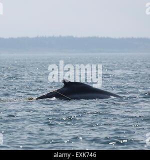 Nova Scotia, Canada. 14 Luglio, 2015. Un ferito Humpback Whale (Megaptera novaeangliae) nella baia di Fundy off Nova Scotia, Canada. La balena ha lesioni causate da impigliamento in corde e è stato avvistato un tallonamento boa. Credito: Stuart Forster/Alamy Live News Foto Stock