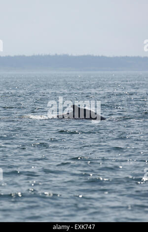 Nova Scotia, Canada. 14 Luglio, 2015. Un ferito Humpback Whale (Megaptera novaeangliae) nella baia di Fundy off Nova Scotia, Canada. La balena ha lesioni causate da impigliamento in corde e è stato avvistato un tallonamento boa. Credito: Stuart Forster/Alamy Live News Foto Stock