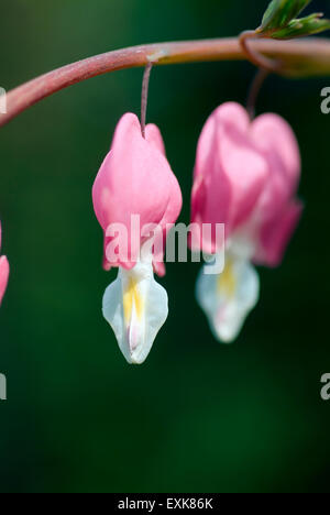 Fiore di Lira-fiore Lamprocapnos spectabilis dicentra spectabilis Foto Stock