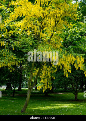 Il maggiociondolo albero in piena fioritura in tarda primavera con caratteristico colore giallo che copre i rami Foto Stock