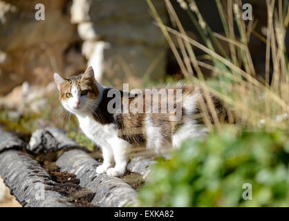 Gatto di casa (Felis silvestris catus) Foto Stock