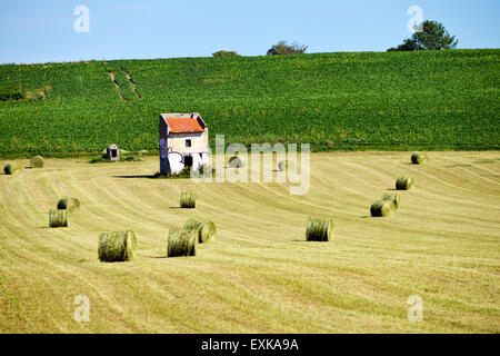 I campi con fieno e cornfield (Zea mays) in Francia Europa Foto Stock