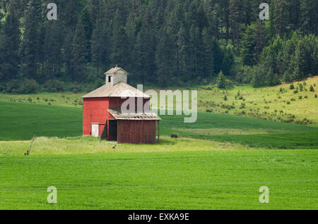 Granaio rosso adagiato tra le colline del verde dei campi di grano, la regione Palouse dell'Inland Empire di Washington Foto Stock