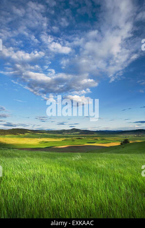 Cancellazione di nuvole temporalesche nella sera su un prato erboso nella regione Palouse dell'Inland Empire di Washington Foto Stock