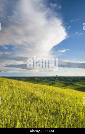 Cancellazione di nuvole temporalesche nella sera su un prato erboso nella regione Palouse dell'Inland Empire di Washington Foto Stock