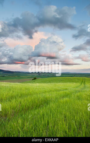 Cancellazione di nuvole temporalesche nella sera su un prato erboso nella regione Palouse dell'Inland Empire di Washington Foto Stock