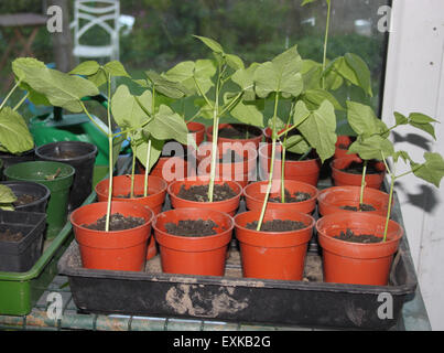 Runner bean piantine che crescono in piccoli vasi sul serra staging. Foto Stock