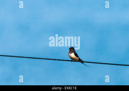 Un lone Barn Swallow, Hirundo rustica, appollaiato su un filo di telefono nel sole estivo Foto Stock