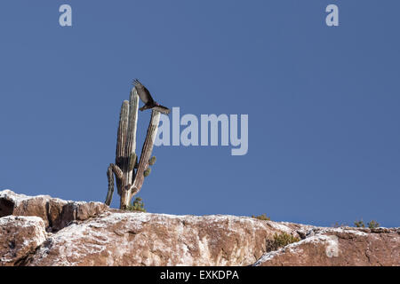 La Turchia Vulture battenti attraverso i bracci di un vecchio Cardon Cactus su uno sperone red cliff Foto Stock