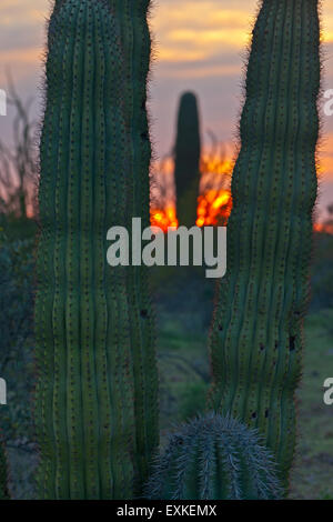 Cactus Saguaro al tramonto nel tubo dell'organo monumento nazionale, Arizona, Stati Uniti d'America Foto Stock