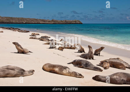 Le Galapagos i leoni di mare che giace sulla spiaggia con blu oceano, all'Isola Espanola, Ecuador Foto Stock