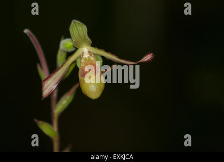 Lady Slipper Orchid Paphiopedilum fiorisce in una serra in primavera Foto Stock