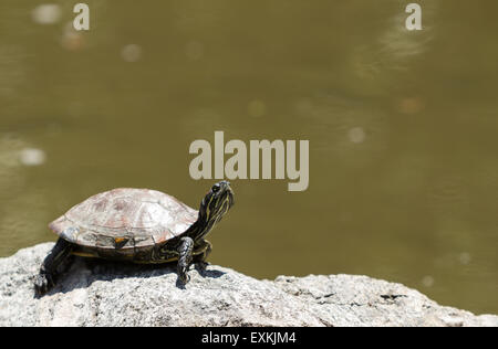 Red eared slider turtle, Trachemys scripta elegans, prendere il sole su una lunga in un stagno Foto Stock