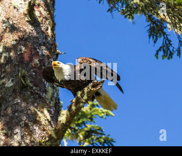 Un aquila calva decollare da un ramo vicino al suo nido sull isola di Vancouver in Ucluelet, British Columbia Foto Stock