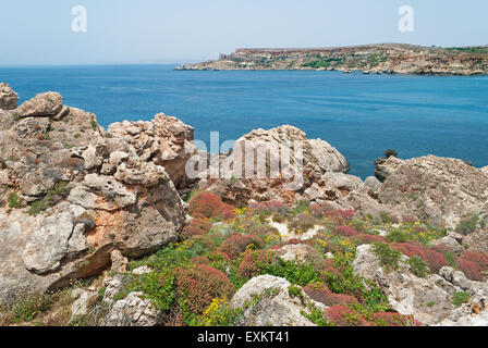 Malta - Costa Garrigue steppa, Plaz Ghajn Tuffieha Bay, Melliena Foto Stock