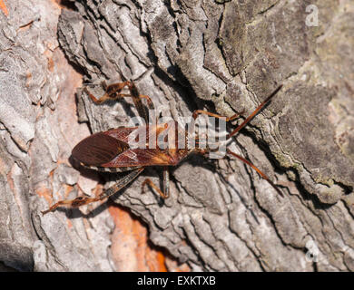 Western Sementi di conifere Bug (Leptoglossus occidentalis), Hesse, Germania Foto Stock