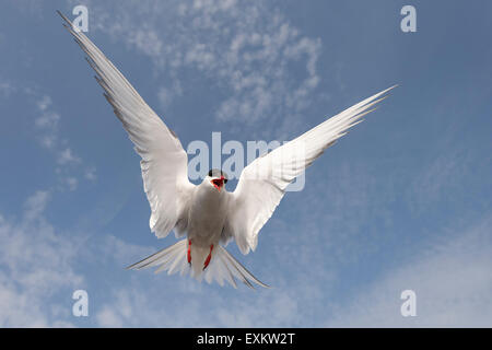 Arctic Tern (sterna paradisaea), attaccando adulto in volo, Schleswig-Holstein, Germania Foto Stock